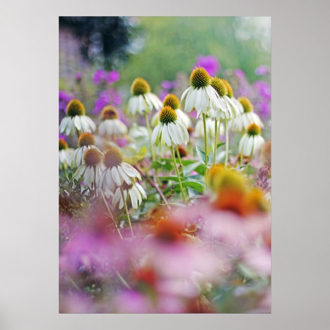 Poster de cygne blanc Echinacea Conflowers blancs (Devant)