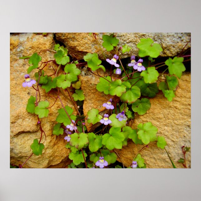 Poster de Cymbalaria Muralis (Devant)