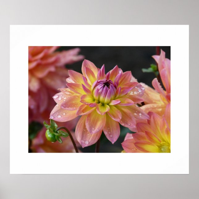 Poster de Dahlias (Devant)