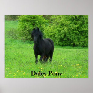 Poster de Dales Pony