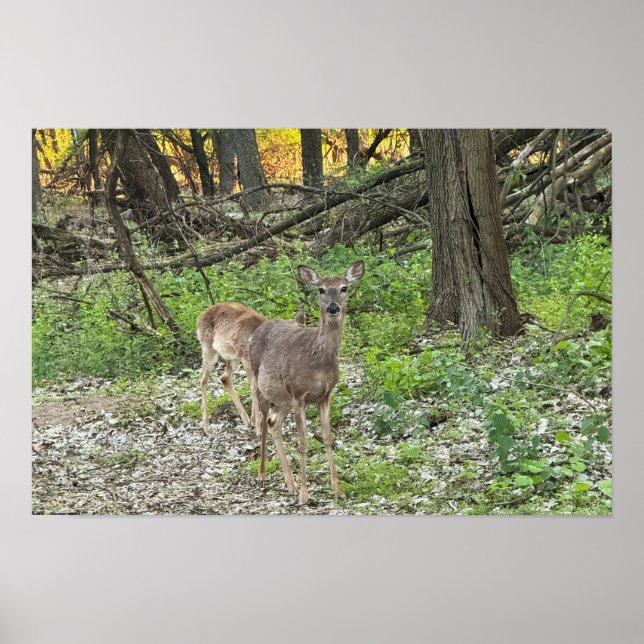 Poster de Deer in Woods (Devant)