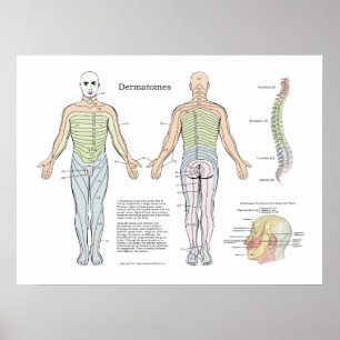 Poster de dermatomes spinaux Chiropratique