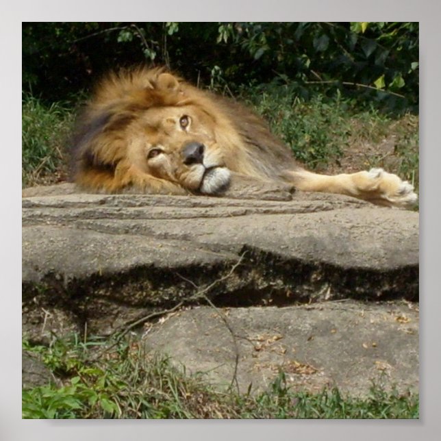 Poster de design Lion (Devant)