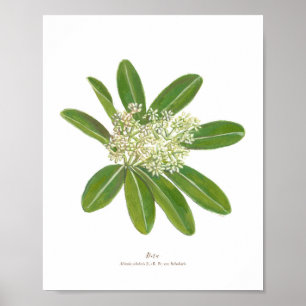 Poster de Dita (Alstonia savaris)