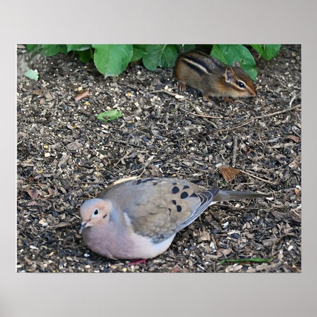 Poster de Dove et Chipmunk en deuil (Devant)