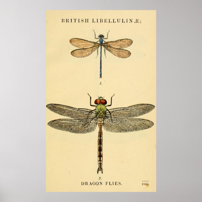 Poster de Dragon Flies Litho (Devant)
