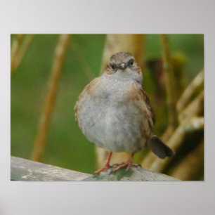 Poster de Dunnock