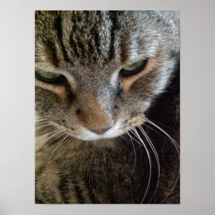 Poster de fermeture de chat Tabby Tabby Tabby en E
