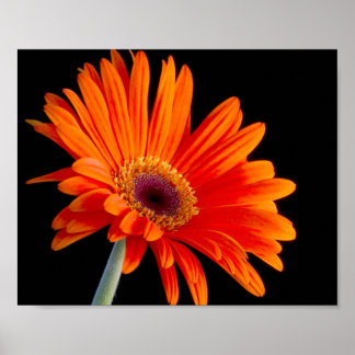 Poster de fermeture de la fleur