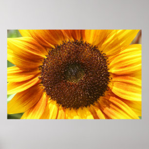 Poster de fermeture de tournesol jaune, orange et