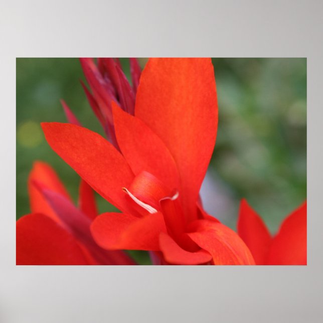 Poster de fermeture "Lady in Red" Red Canna Lily (Devant)