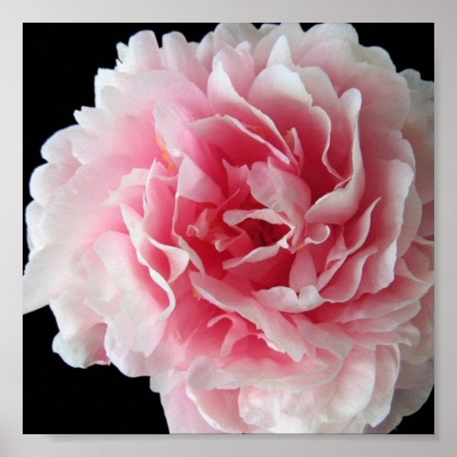 Poster de Fern Peony Imprimer (Devant)