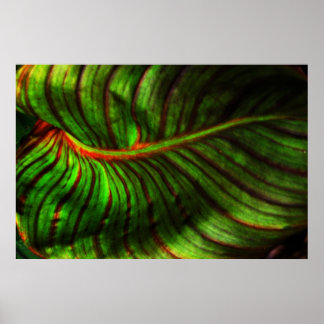 Poster de feuilles canadiennes rayées brillantes I