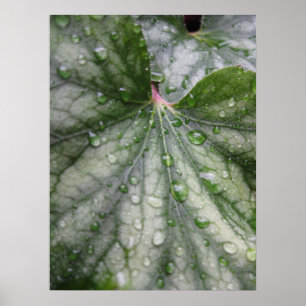 Poster de Feuilles mystiques (3)