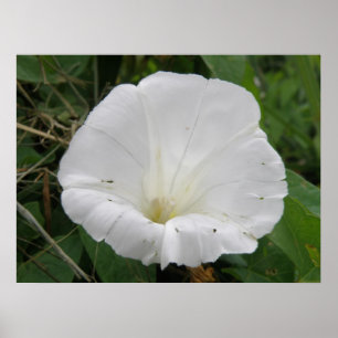 Poster de Fleur Convolvulus Blanche