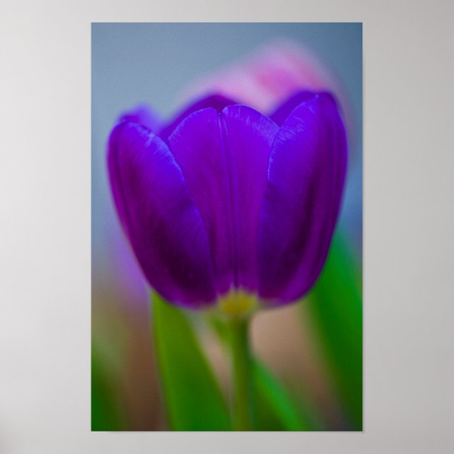 Poster de fleur de tulipe pourpre (Devant)