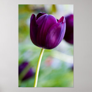 Poster de fleur de tulipe pourpre