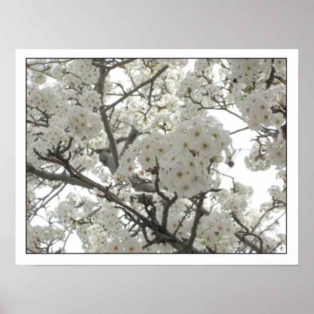 Poster de fleurs1 (Devant)