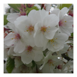 Poster de fleurs blanches