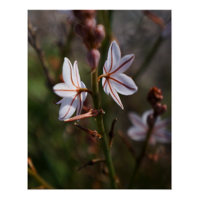 Poster de fleurs blanches (Devant)