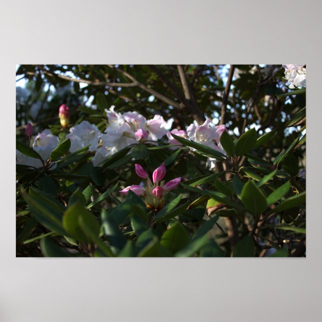 Poster de fleurs blanches et roses (Devant)