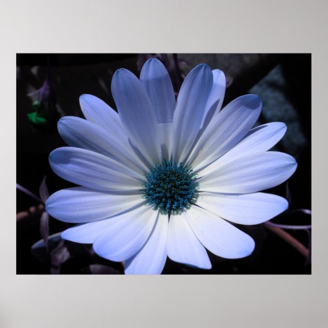 Poster de fleurs bleu marguerite (Devant)