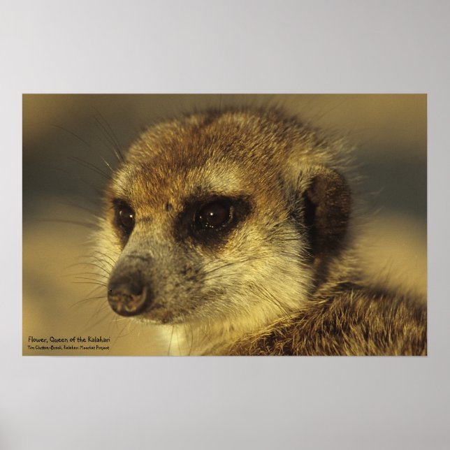 Poster de fleurs - Collection de Whiskers Royaux (Devant)