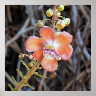 Poster de fleurs d'arbre de canonball