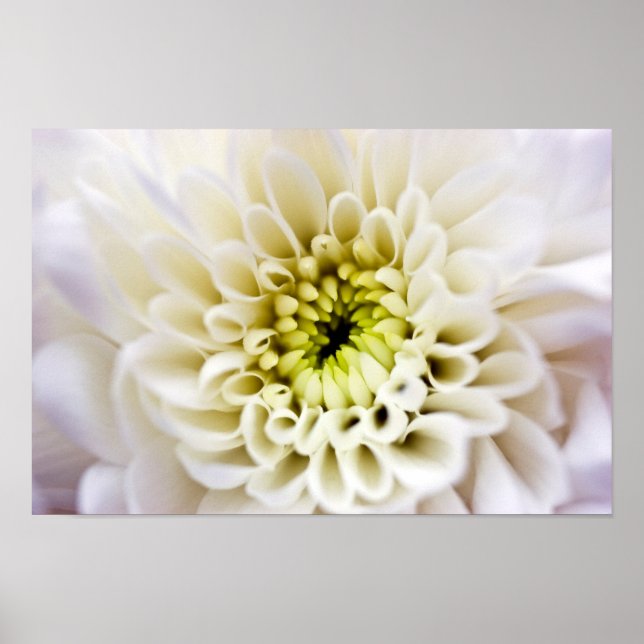 Poster de fleurs de Chyrsanthemum blanc (Devant)