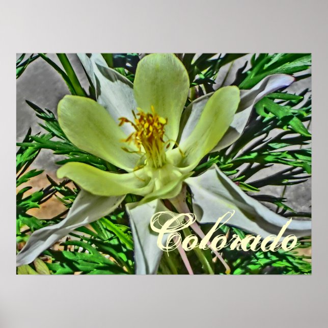 Poster de fleurs de colonne blanche (Devant)