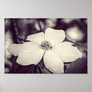 Poster de fleurs de Dogwood