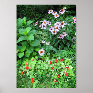 Poster de fleurs de jardin Conflower Nasturtium