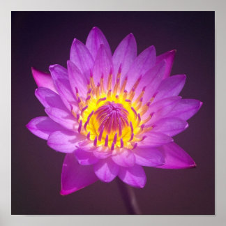 Poster de fleurs de lotus violet