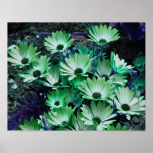 Poster de fleurs de marguerites africaines vertes