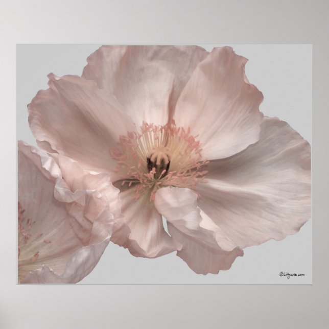 Poster de fleurs de pavot rose Islande (Devant)