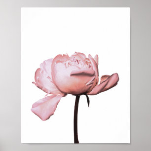 Poster de fleurs de pivoine Floral