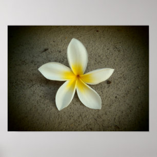 poster de fleurs de Plumeria hawaii
