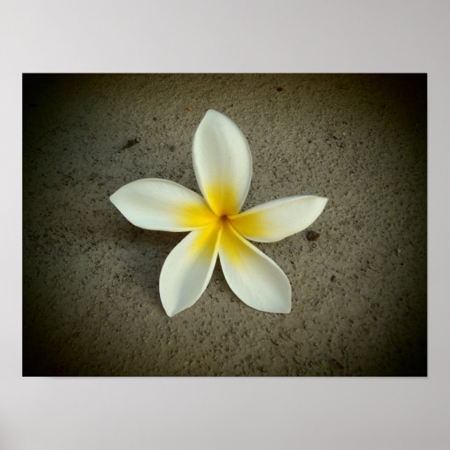 poster de fleurs de Plumeria hawaii (Devant)