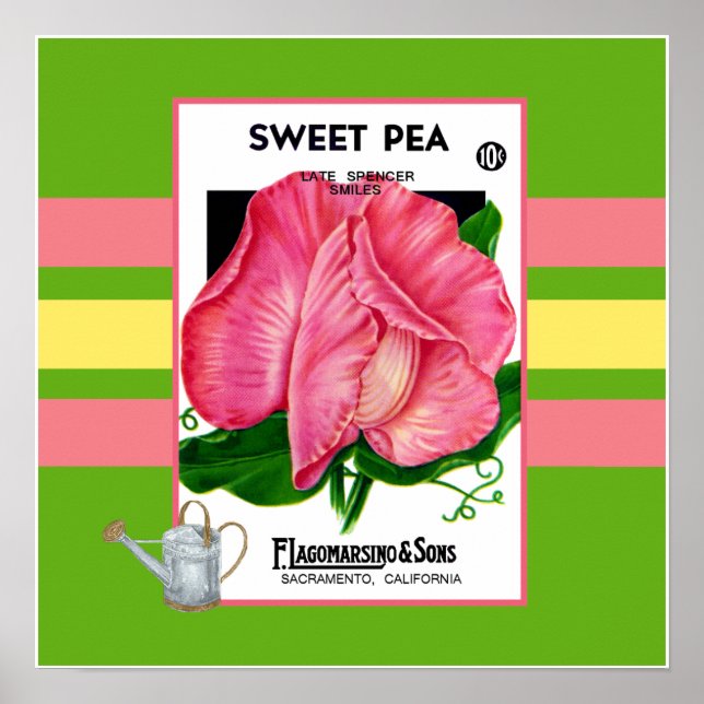 Poster de fleurs de pois doux (Devant)