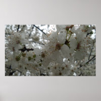 Poster de fleurs de prune