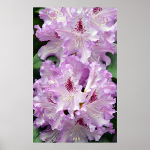 Poster de fleurs de rhododendron pourpre et blanc