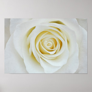 Poster de fleurs de rose blanche