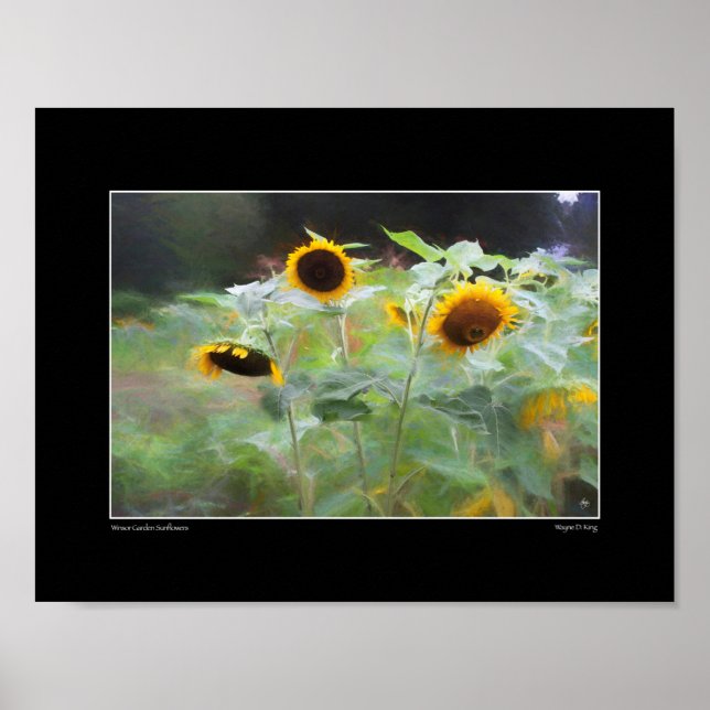 Poster de fleurs de soleil Winsor Garden (Devant)