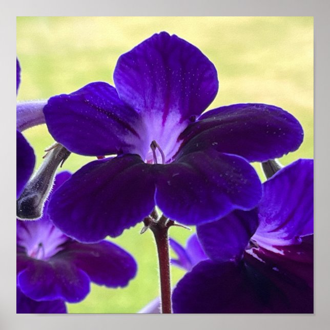 Poster de fleurs de Streptocarpus pourpre (Devant)