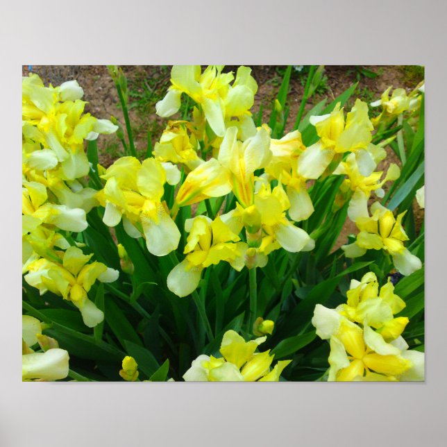 Poster de fleurs en iris jaune (Devant)