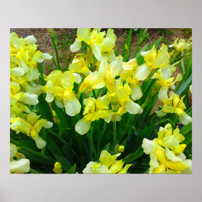 Poster de fleurs en iris jaune (Devant)