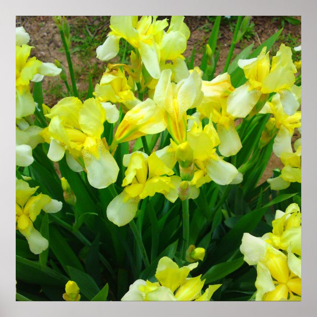 Poster de fleurs en iris jaune (Devant)