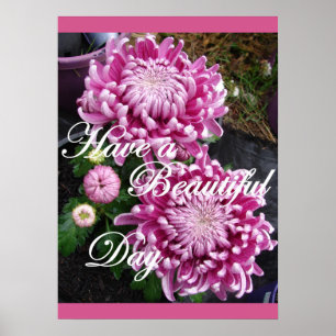 Poster de fleurs florales de chrysanthème rose pou