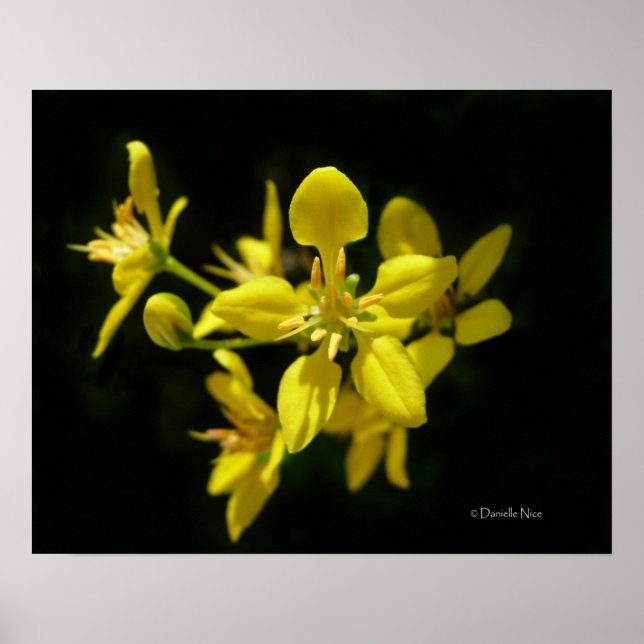 Poster de fleurs jaunes (Devant)
