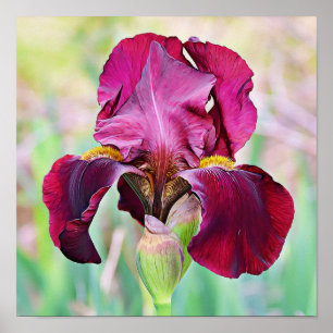 Poster de fleurs Magenta Rose Iris de Bourgogne